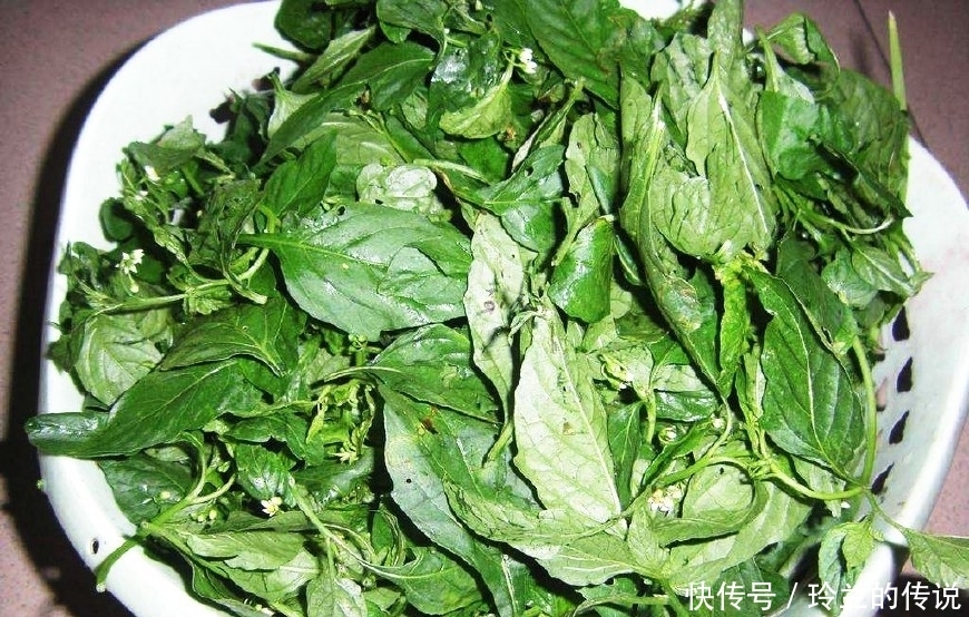 农村这种野菜当季吃，比韭菜还香，曾是唐宋贡品，做腌菜很不错