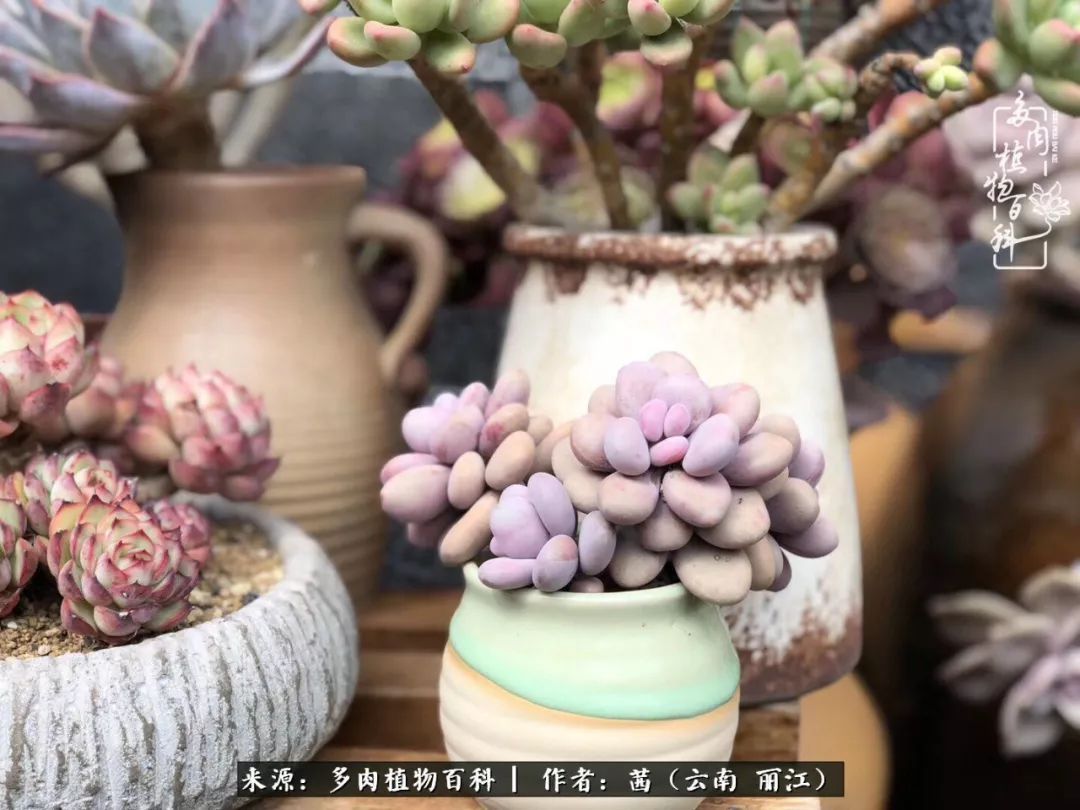 一年四季不同景,一院多肉陪我后半生!