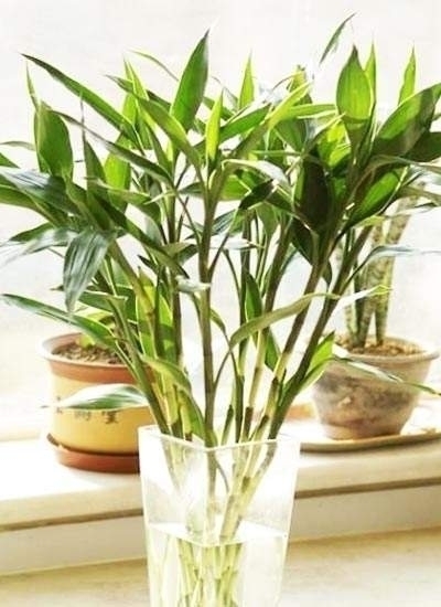 鹅掌柴|养花不在多,家中养上这“3种”,安宅又“旺财”,舒适又健康