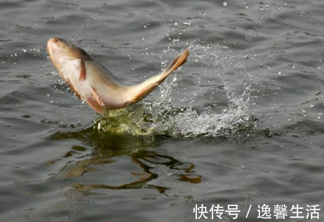 西南风|天刮西南风气死老钓翁野钓风向对鱼获影响知多少