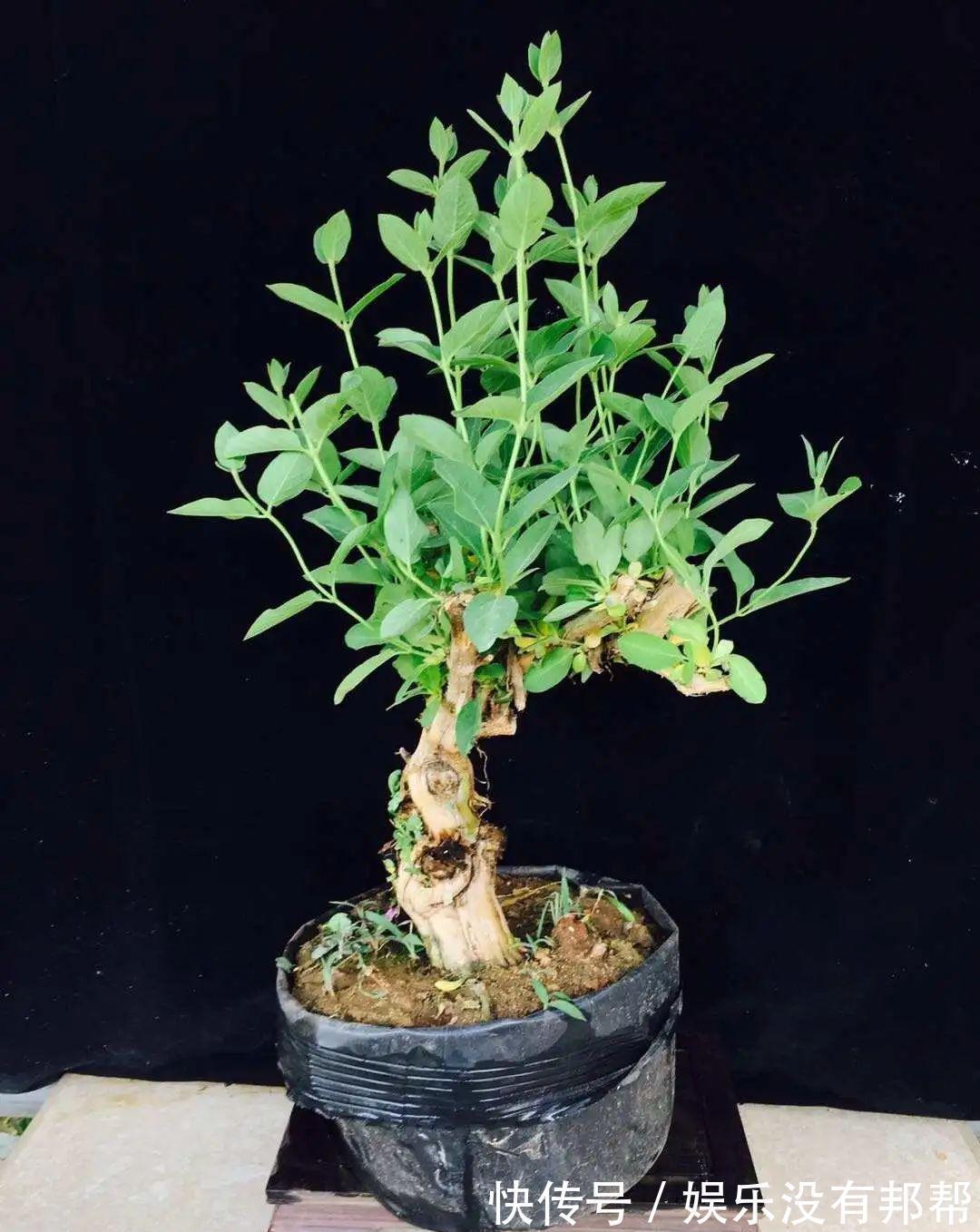 别犯傻买金银花盆景,压条3年成景、播种5年成景,实在太容易!