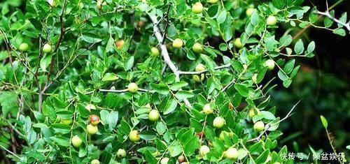 好几年没见过，常掉落一地没人捡，味道不好，作用却很大