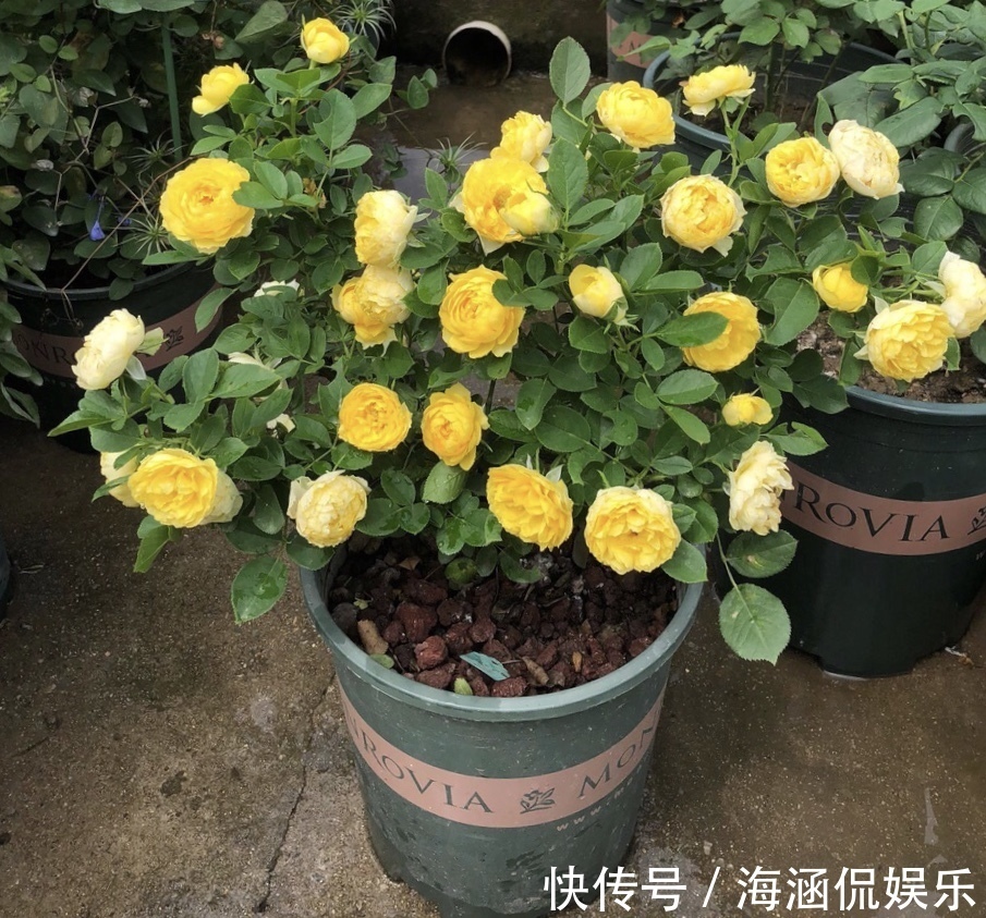 植株|养好月季2个条件必须具备，要不黄叶、病虫害，迟迟不开花