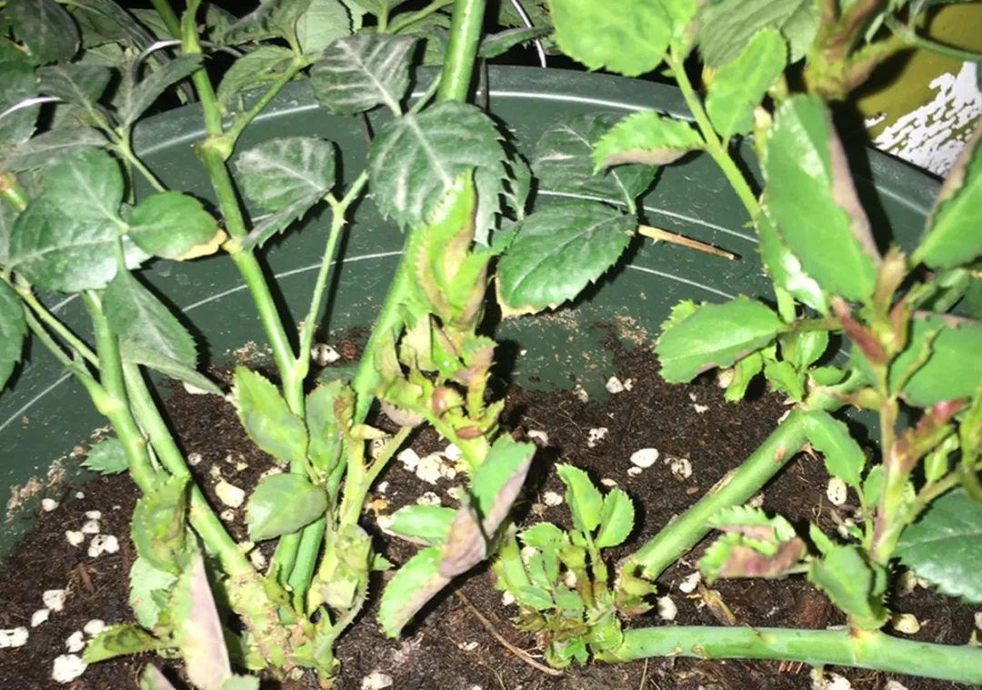 种花|8种花赶紧剃头,剃得越狠,开花越多