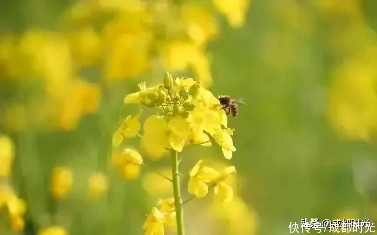 22℃的成都 7个油菜花地点 就近选择