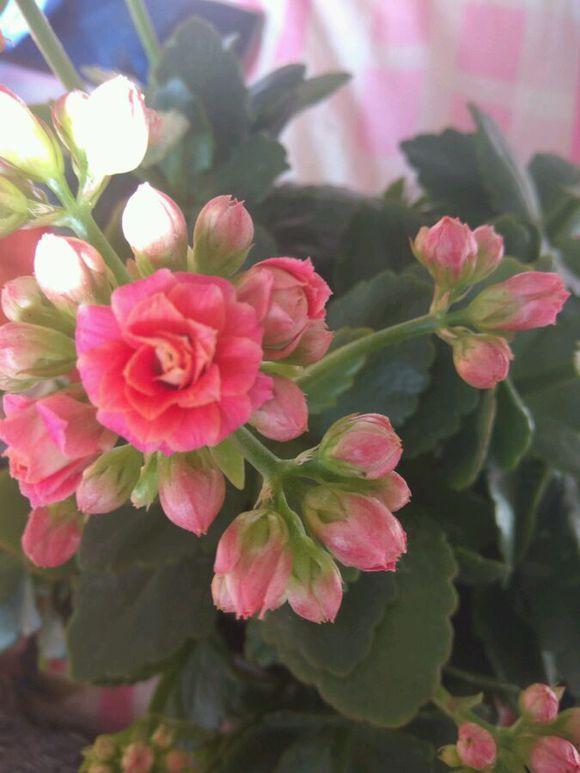 长寿花种植要懂得技巧，掌握这些品种繁多花色不一，成活率还高