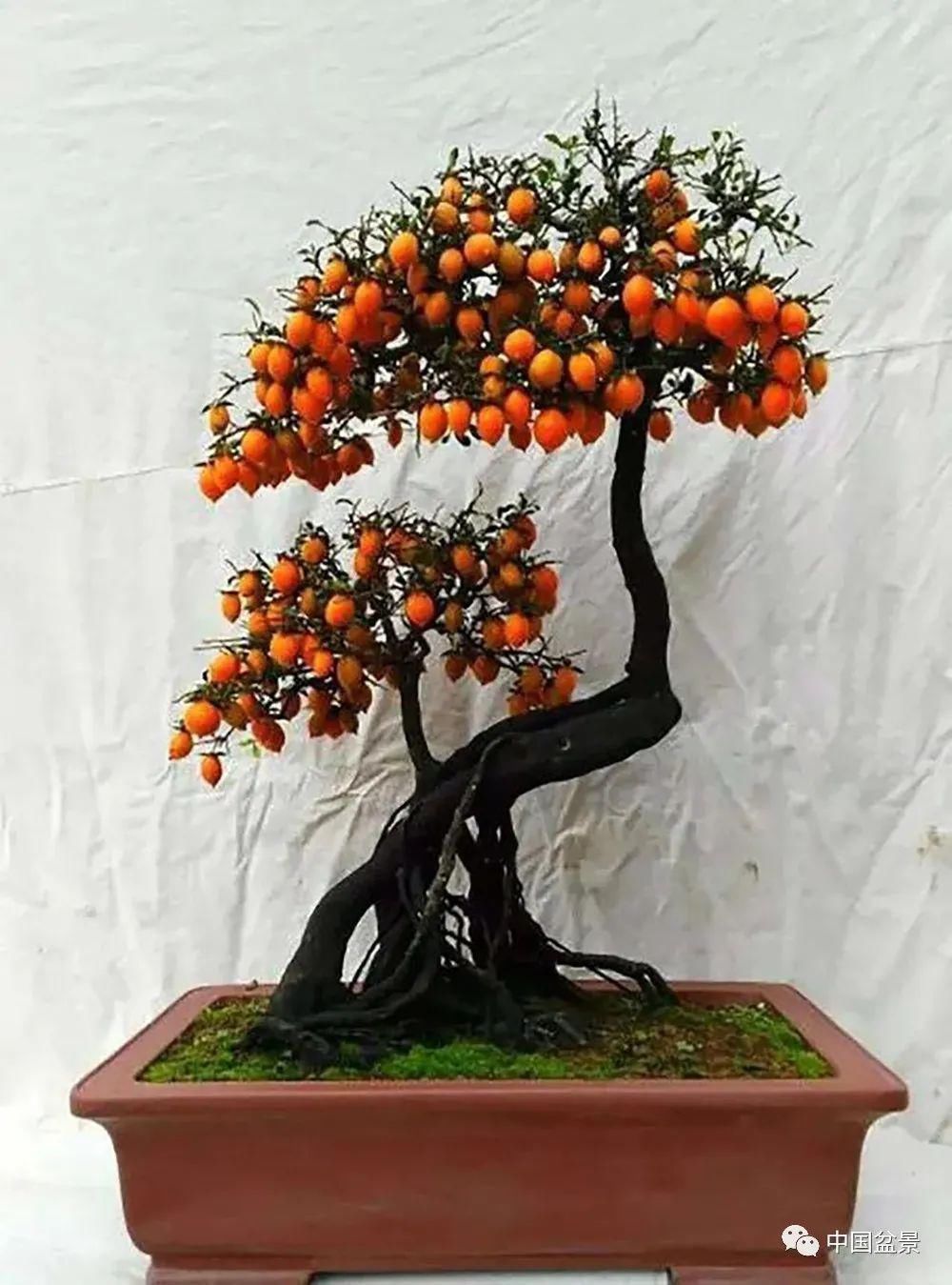 植株|这两种盆景能当传家宝,被爱好者当“心头肉”