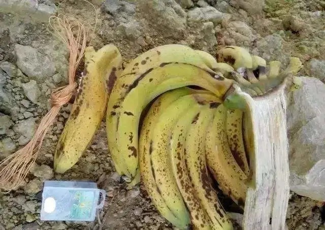 简简单单1根香蕉，渔获65斤，鲫鱼为主