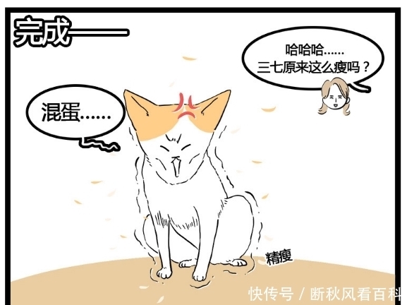 主人|搞笑漫画：梳完毛就像是变了一只猫，主人看到都不认识了！