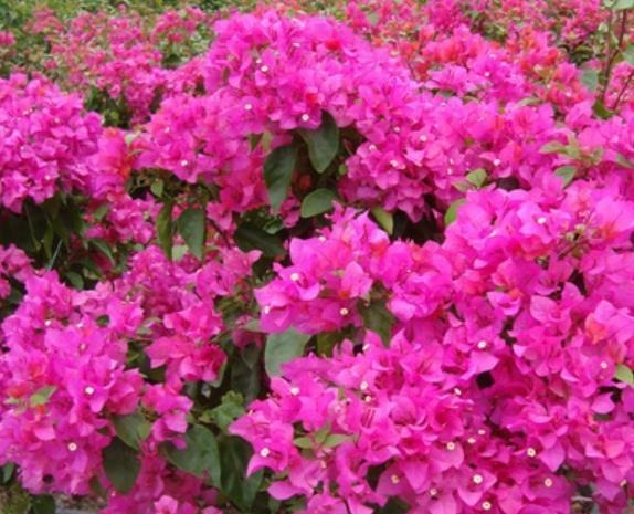 长势|新手养三角梅,做好2个“舍得”,天天长花苞,花多不见叶