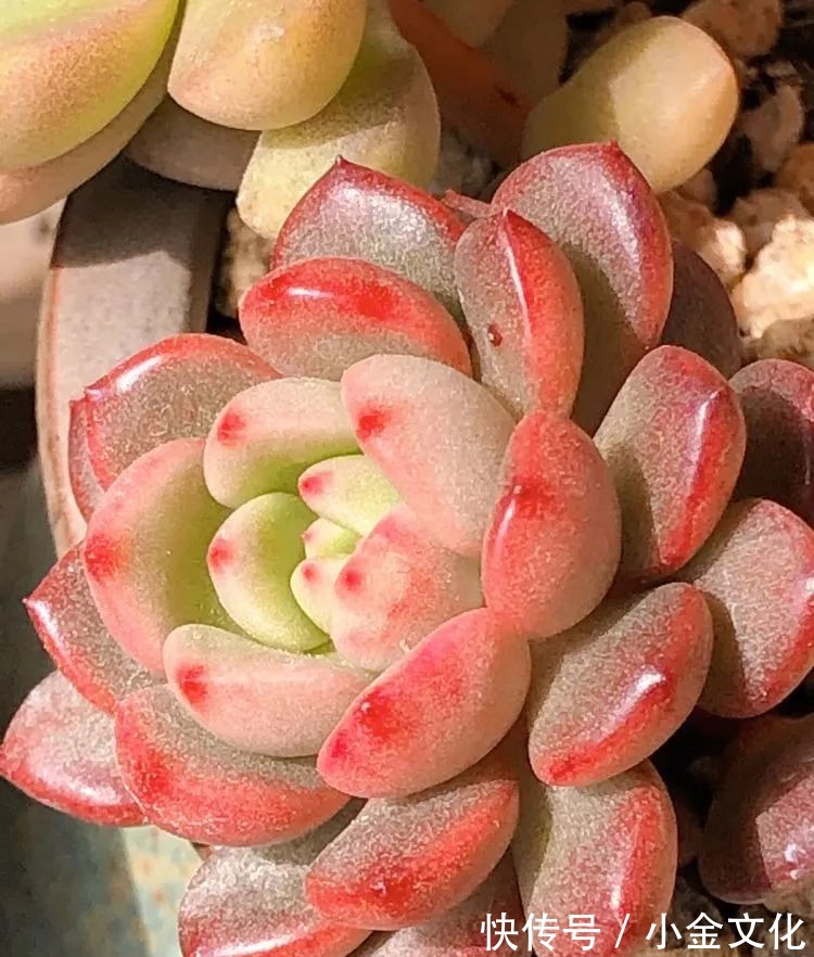 红稚莲|以阳光为滤镜,蓝天为背景,期待拥抱春天,拥抱自然!