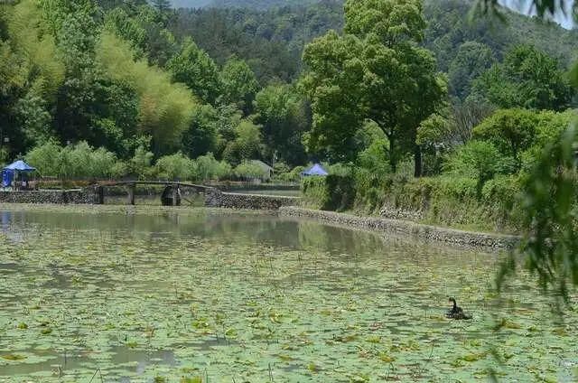  屿北古村，形若莲花绽放千年