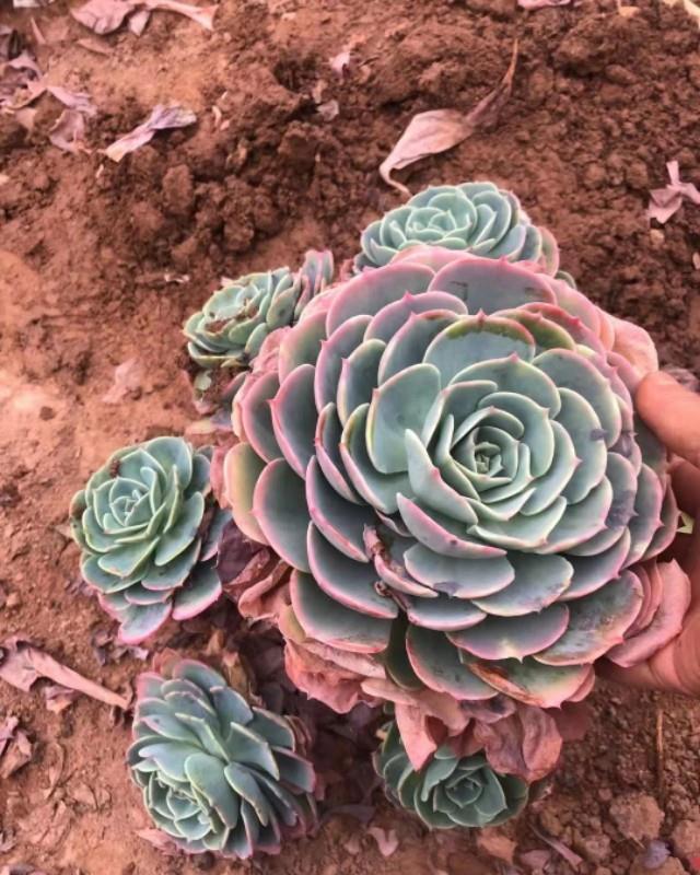 别人的玉蝶种在泥巴里简直太美了!为何你的玉蝶年年养年年死?