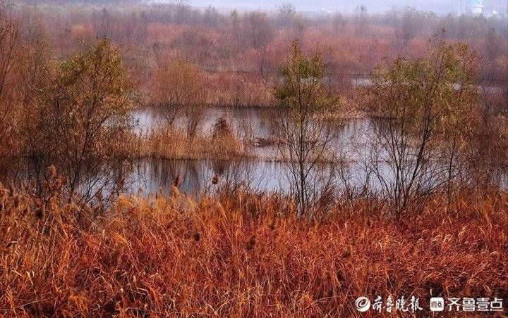 芦花|野鸡野鸭白鹭天堂，芦花飞舞的青岛大沽河湿地美如国画