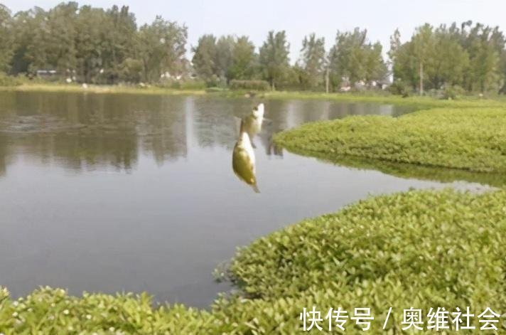 窝子|野钓没口有3点原因,对症下药,才能钓到大鱼!