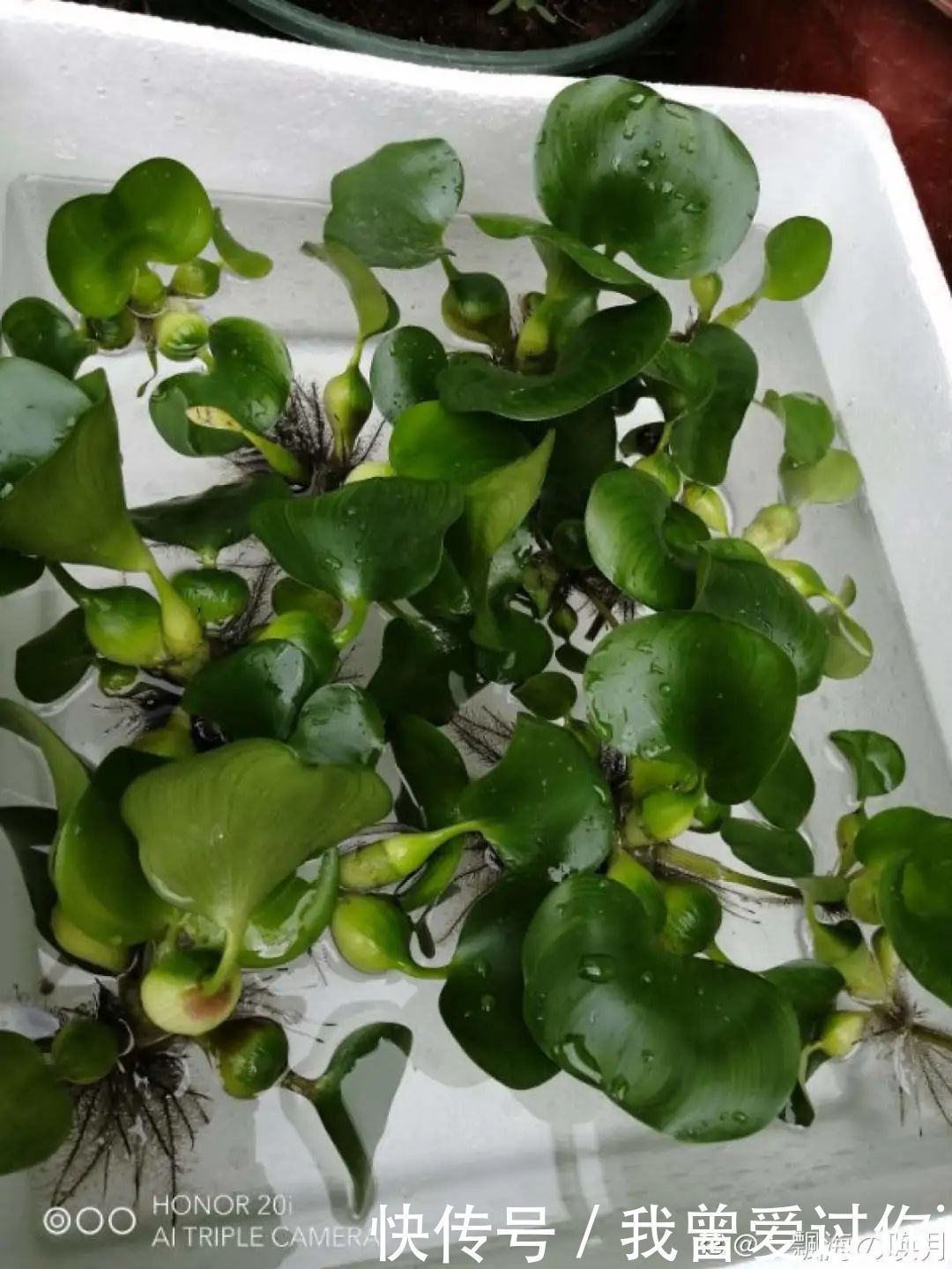 养花知识这花是个大“祸害”,20元一棵还有人买,到底为啥