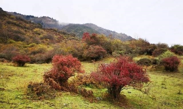 牛羊|「日思夹」徒步小众高山牧场