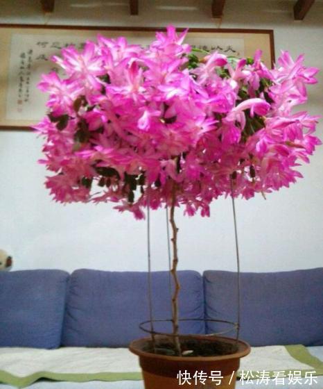 叶片|蟹爪兰养不好，用此“神木”一嫁接，快速爆满芽，开成“花树”