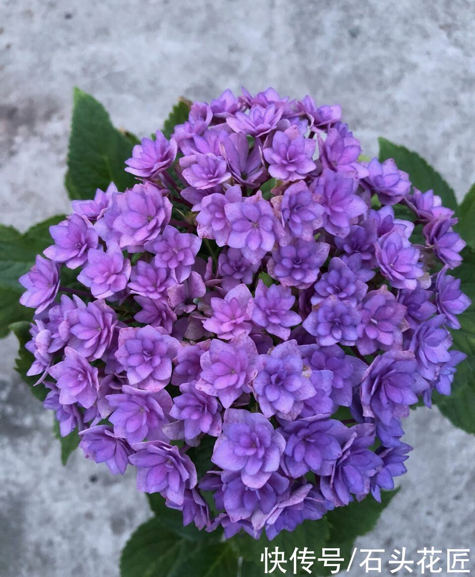 每年4月养绣球花，抓住5个要点，不出3周就是大花苞