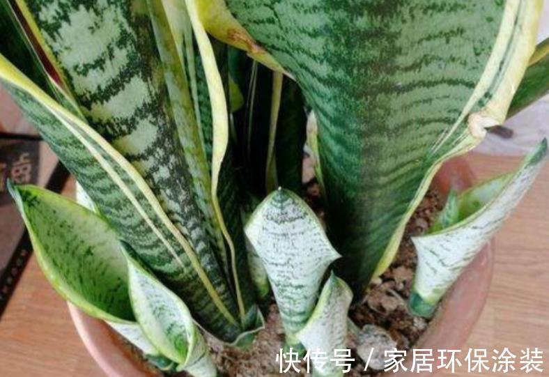 透气性|养殖虎皮兰,落实好“2多2少1勤”,叶子挺直,侧芽呼呼窜爆盆