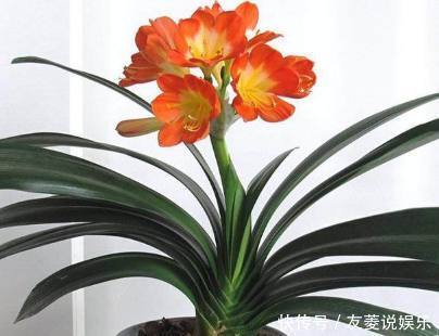 麻籽|君子兰盆里加点东西,养几十年都不会烂根,年年都能开花爆盆