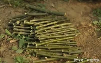 生根|用“土方法”制作的花肥,才是养花“万能肥”,养啥旺啥