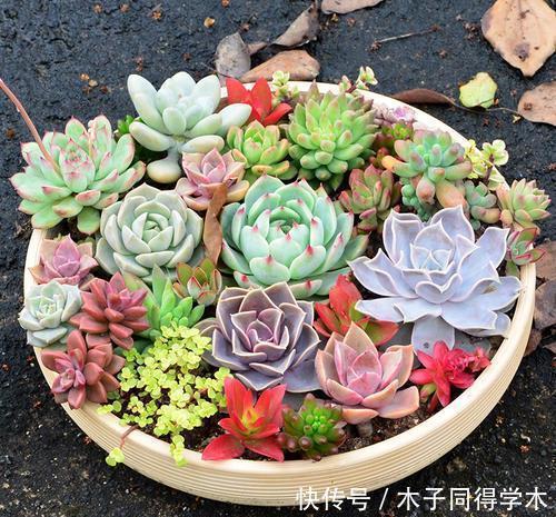 3种花盆,再好看也不要用来养多肉,容易烂根化水!