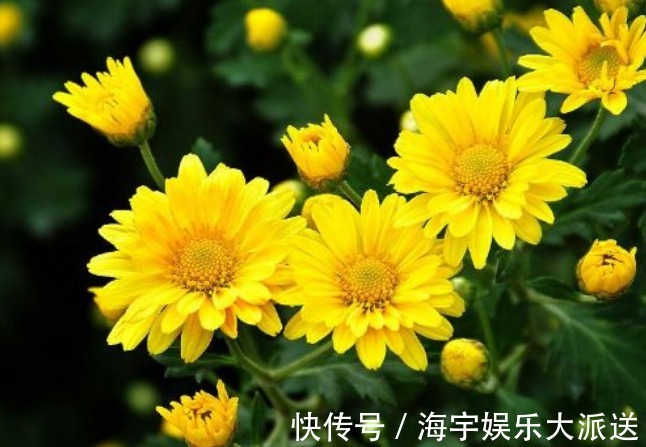 盆花|新手养花,不如养盆花中精品“悬崖菊”,姿态优美,开花繁密