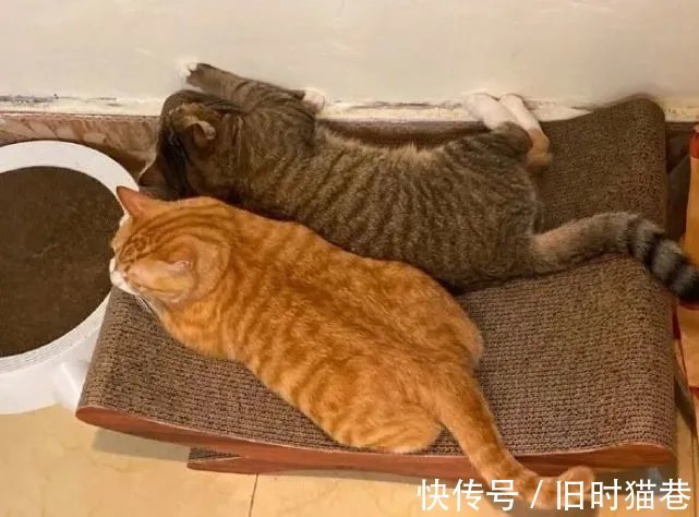 |内涵段子|微 胖 女 生