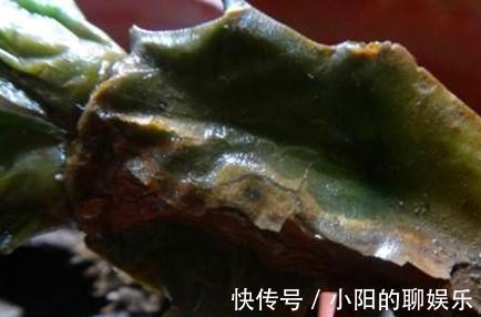 养护|蟹爪兰烂根不要扔,处理得当,来年满盆还开花