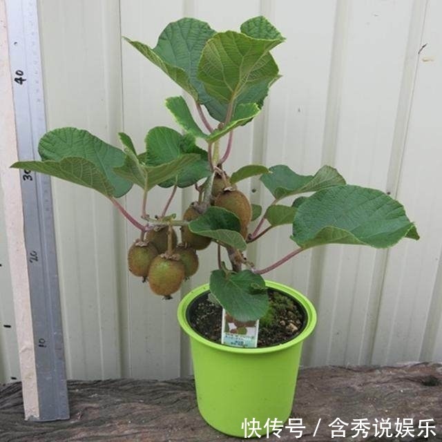 阳台|这几种水果不用花钱买,家里阳台很容易种,结的果子还特别多!