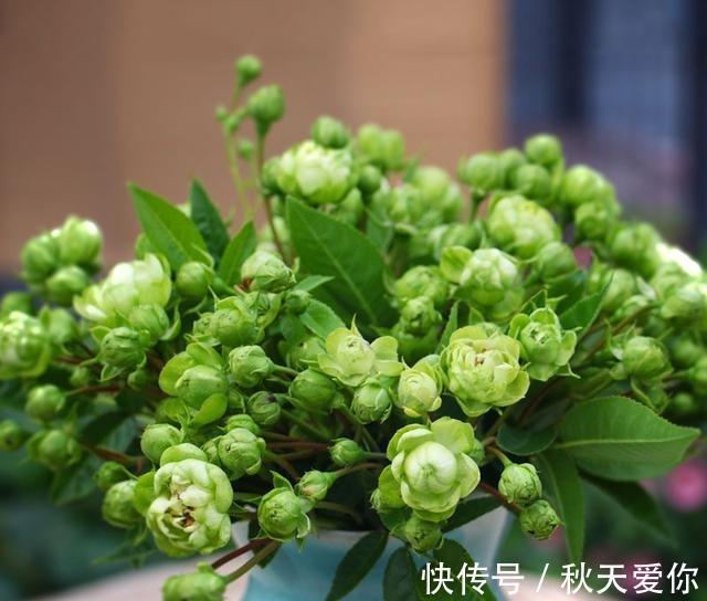 最不像月季的月季，花色翠绿，花开爆盆，插土就能活，阳台党必备