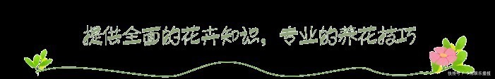 净化|7种“有益花”,养在家里身体好,清新空气病菌少,你家还没养