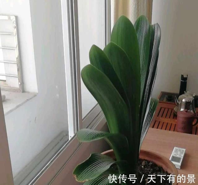 二氧化碳|给君子兰喝一种饮料,一年长6片叶片,闪亮发光