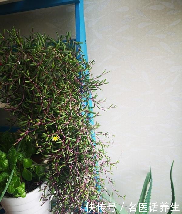 多肉植物紫玄月,好养如绿萝,爆盆后像瀑布,开花勤快,值得入手!