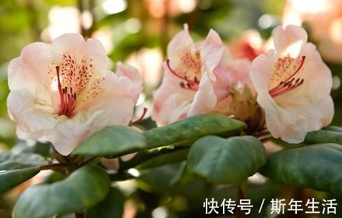 捡拾2种树皮回来养花,花盆里埋1点,不烂根、不黄叶,长的旺