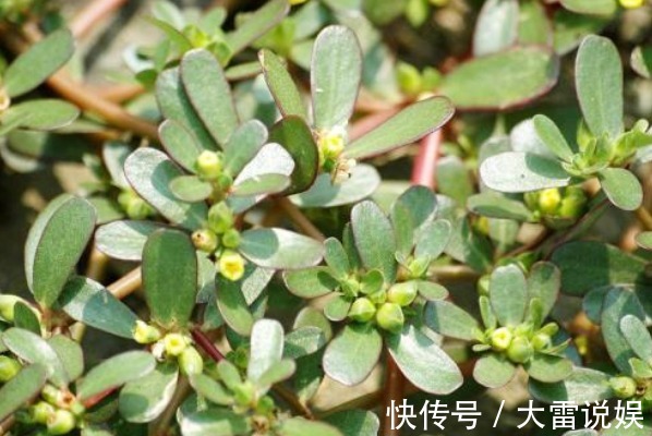 保护眼睛|有了白头发不要立刻去染发!马齿苋加一宝,白发轻松变黑发