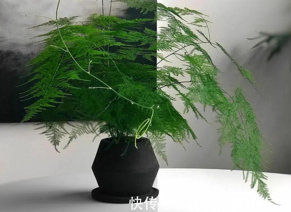 天冷养文竹，常做“3个小动作”，新芽咕咕冒不停，枝叶常青