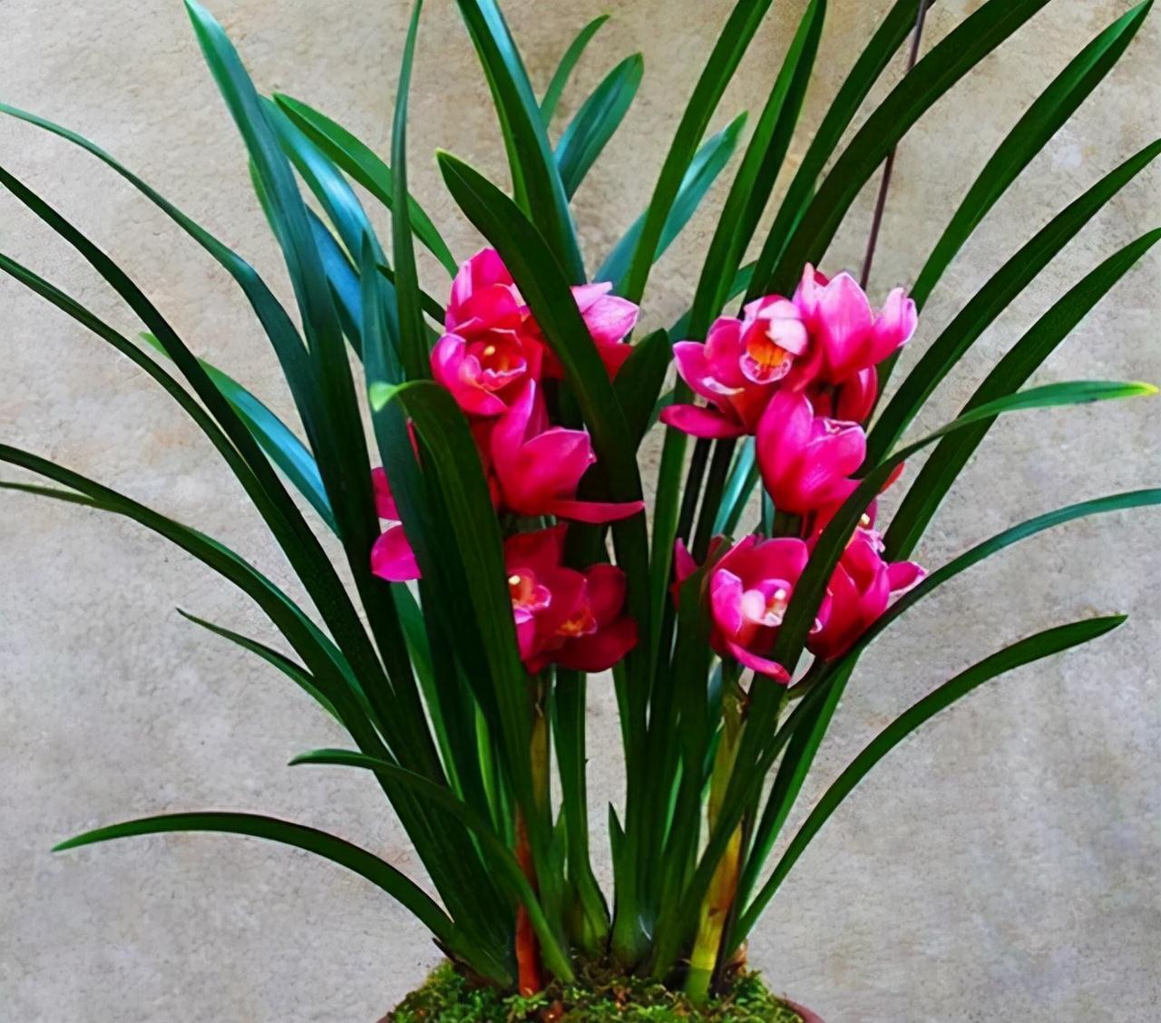 年宵花买大将军,花大色艳,平常打理简单,价位很亲民