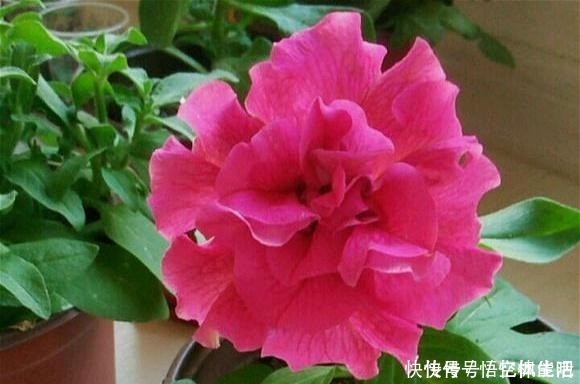 漂亮|一种漂亮又好养的花,不怕热不怕晒,春夏秋3季都开花,很值得养!