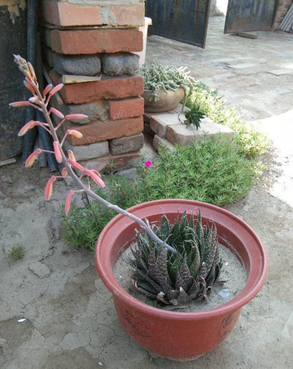 养多肉不会选盆?3个方法,教你一次选对花盆