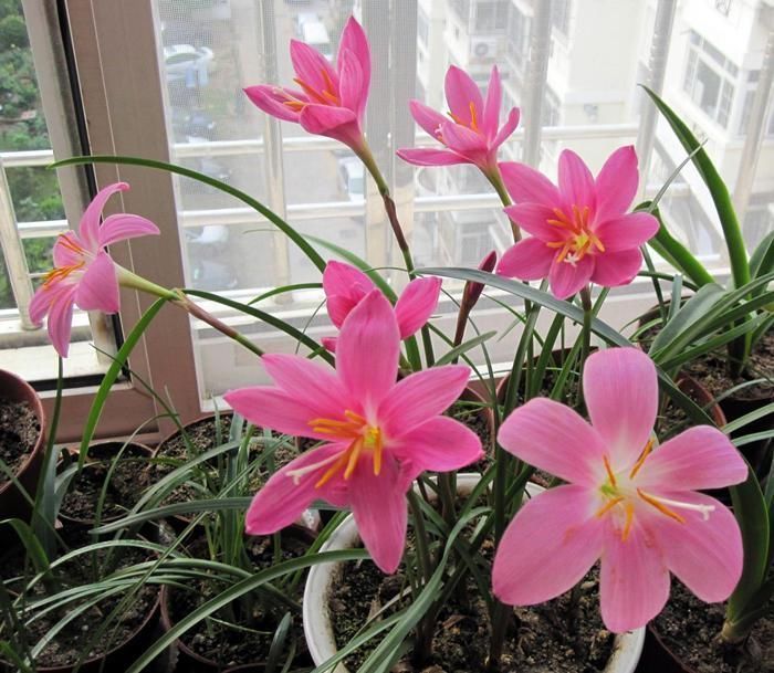 这3种花多“淋雨”有好处,碰上雨天淋一淋,叶子蹿新快、开花多