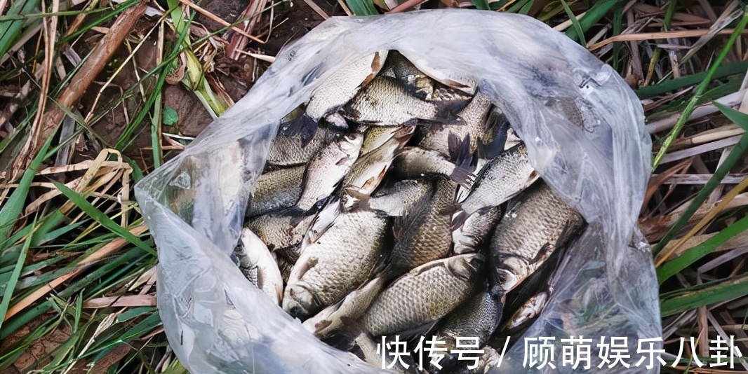 阴天|冬天遇到了这两种天气,请假也要去钓鱼,因为大板鲫真的很多