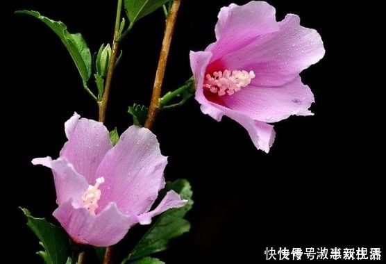 房屋|农村房屋后常见的鸡肉花,食用价值极高,还被称为女性的“福音”