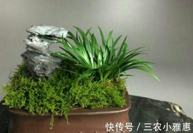 怎样才能制作出小巧玲珑、形态优美的微型盆景