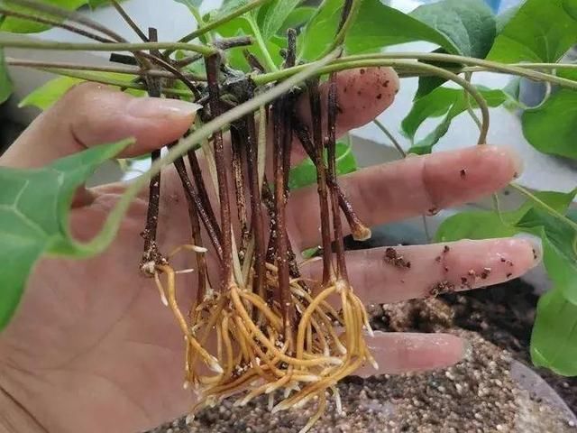 椰糠土|6月,最适合扦插的花,一插就活,大白根冒疯了
