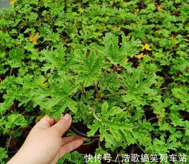 春夏季,蚊虫来袭,放上3种花,蚊虫见了都害怕,家庭必养!