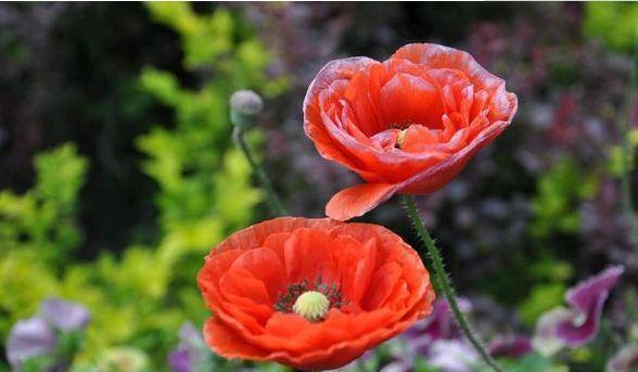 家里就养4种花,耐旱又耐晒,比牡丹美,比绿萝好养!