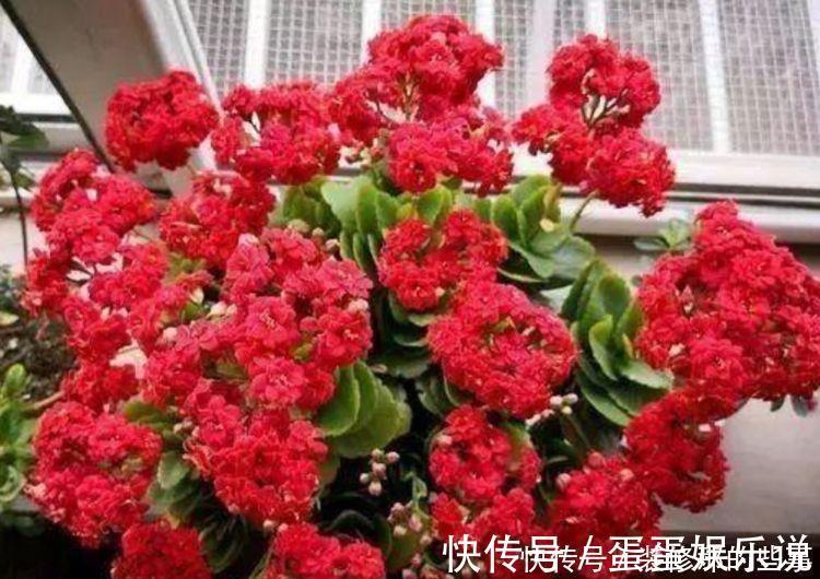 花盆|4种花养在客厅超美的，好养易活不招虫，一开花就爆盆