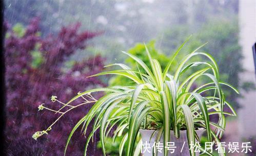 家里吊兰干尖黄叶,用这4招来改善,砰砰返青油亮亮